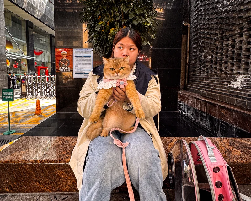 Cats of China — photo series