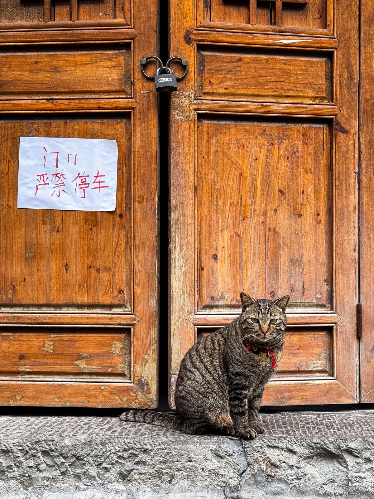 Tabby by an amber door