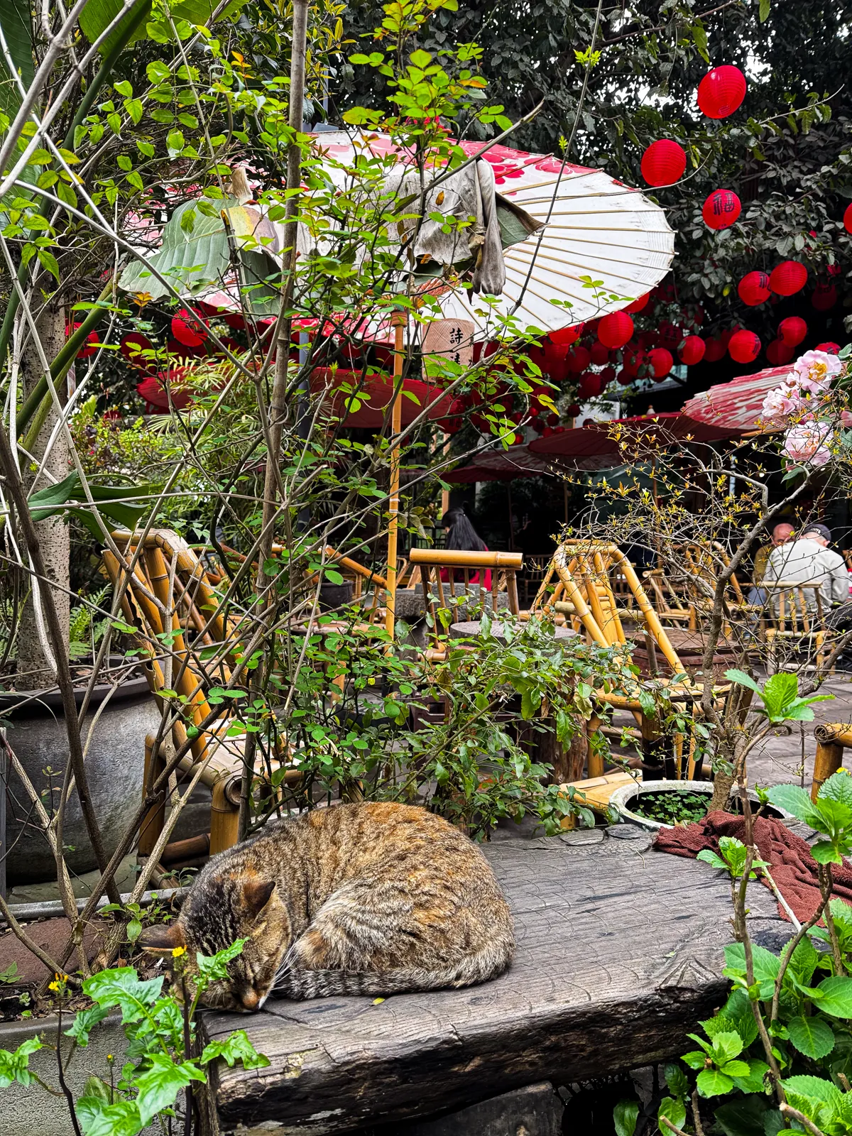 Teahouse regular