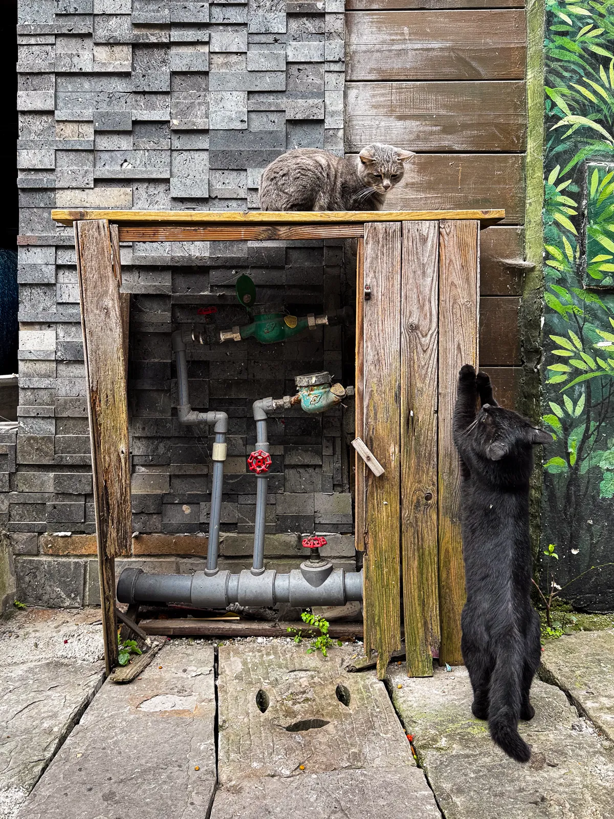 Two cats, one utility box