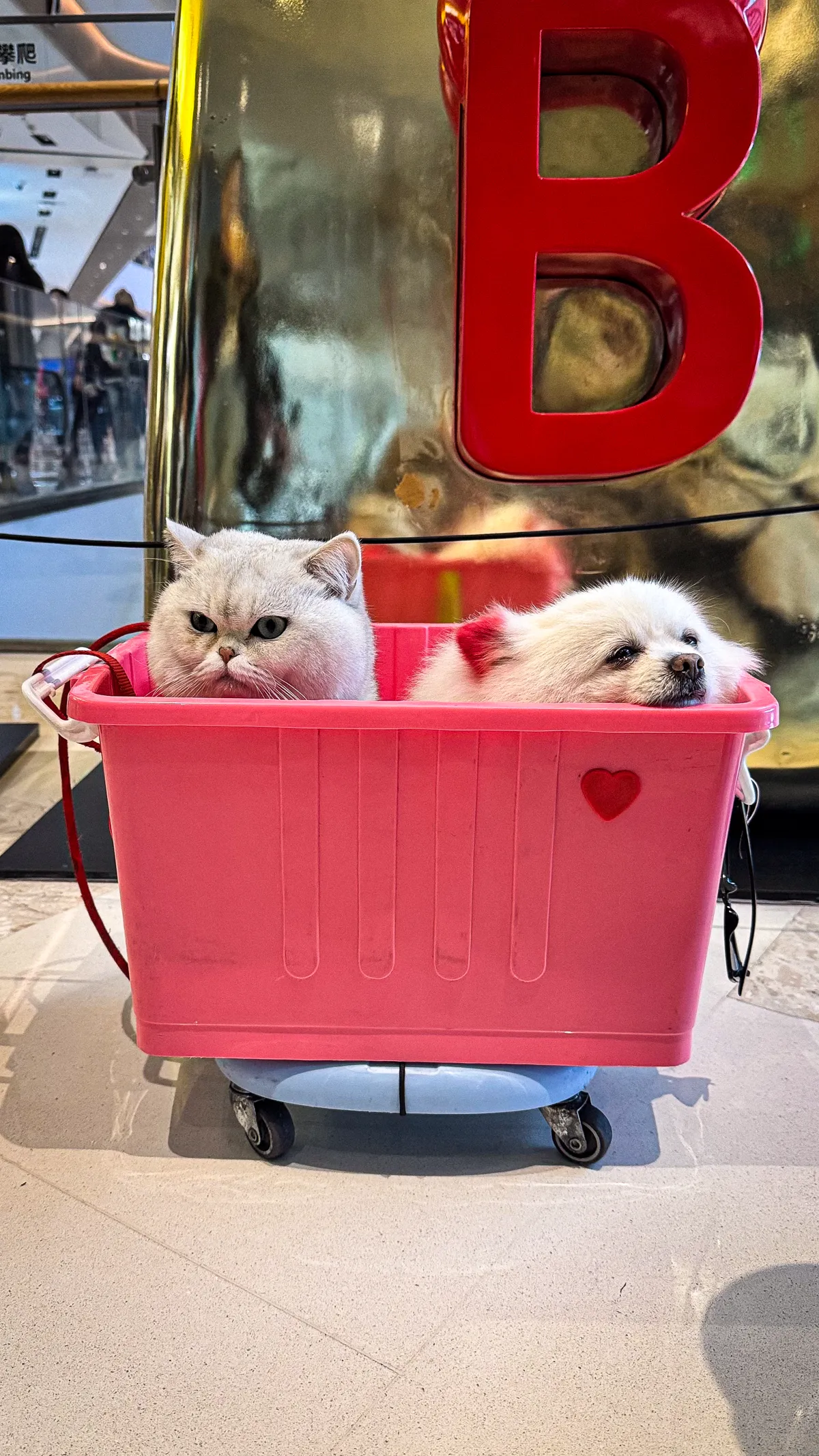 Persian on a cart