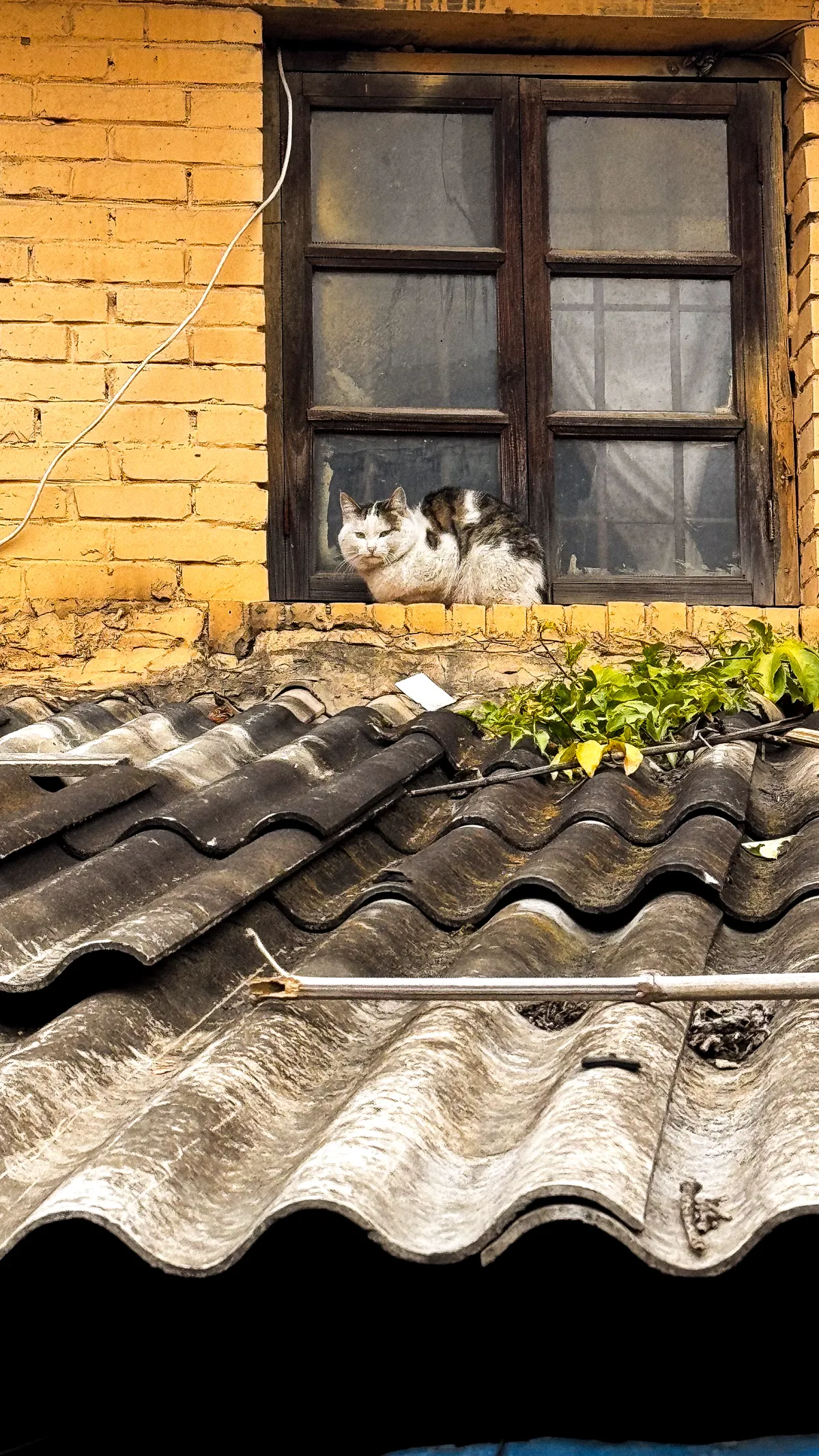 The Observer