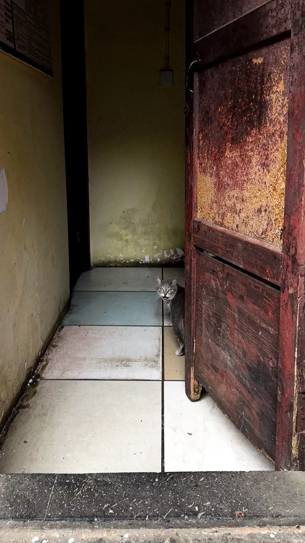 Grey cat, red door