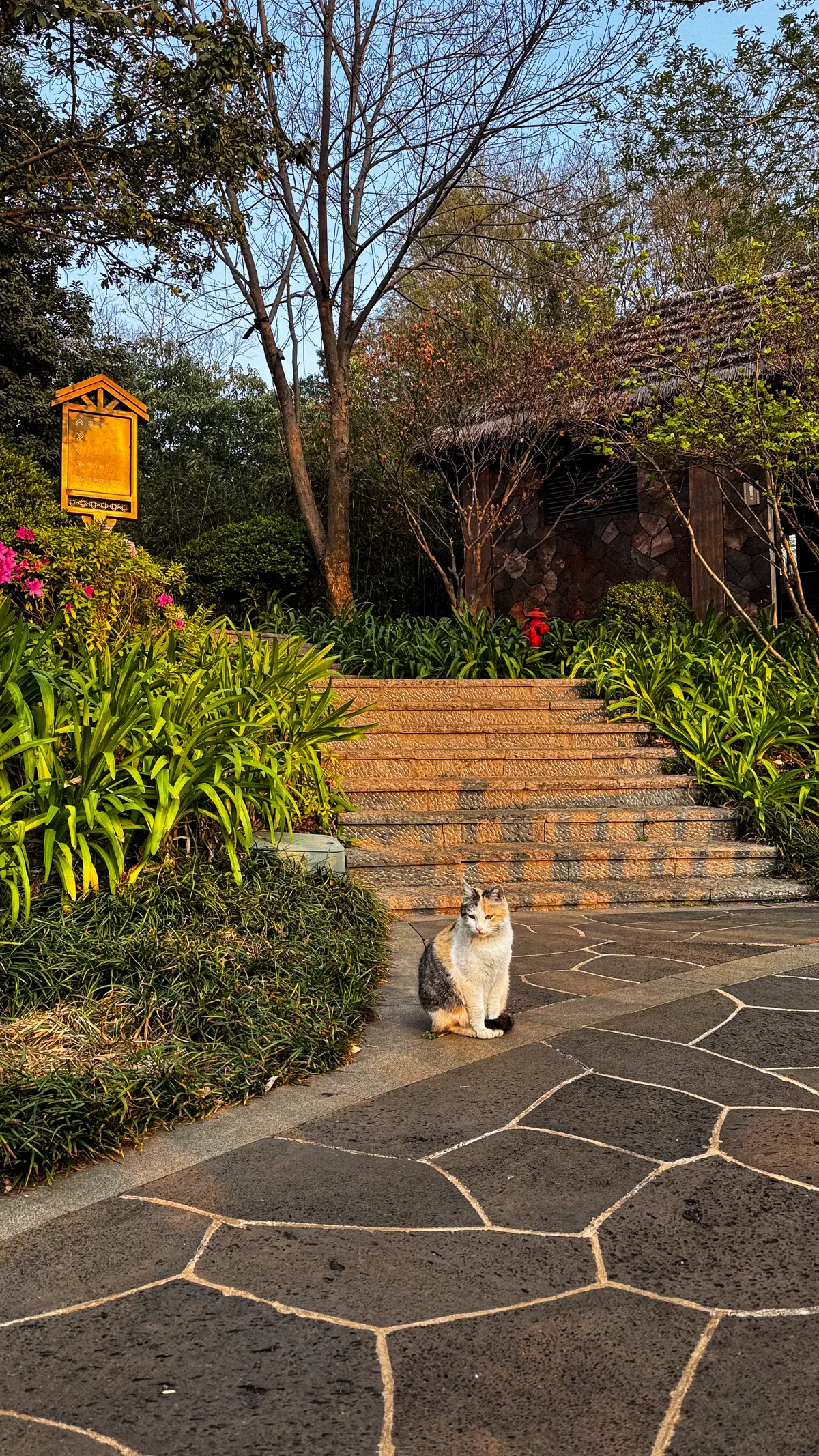 Calico on the garden path