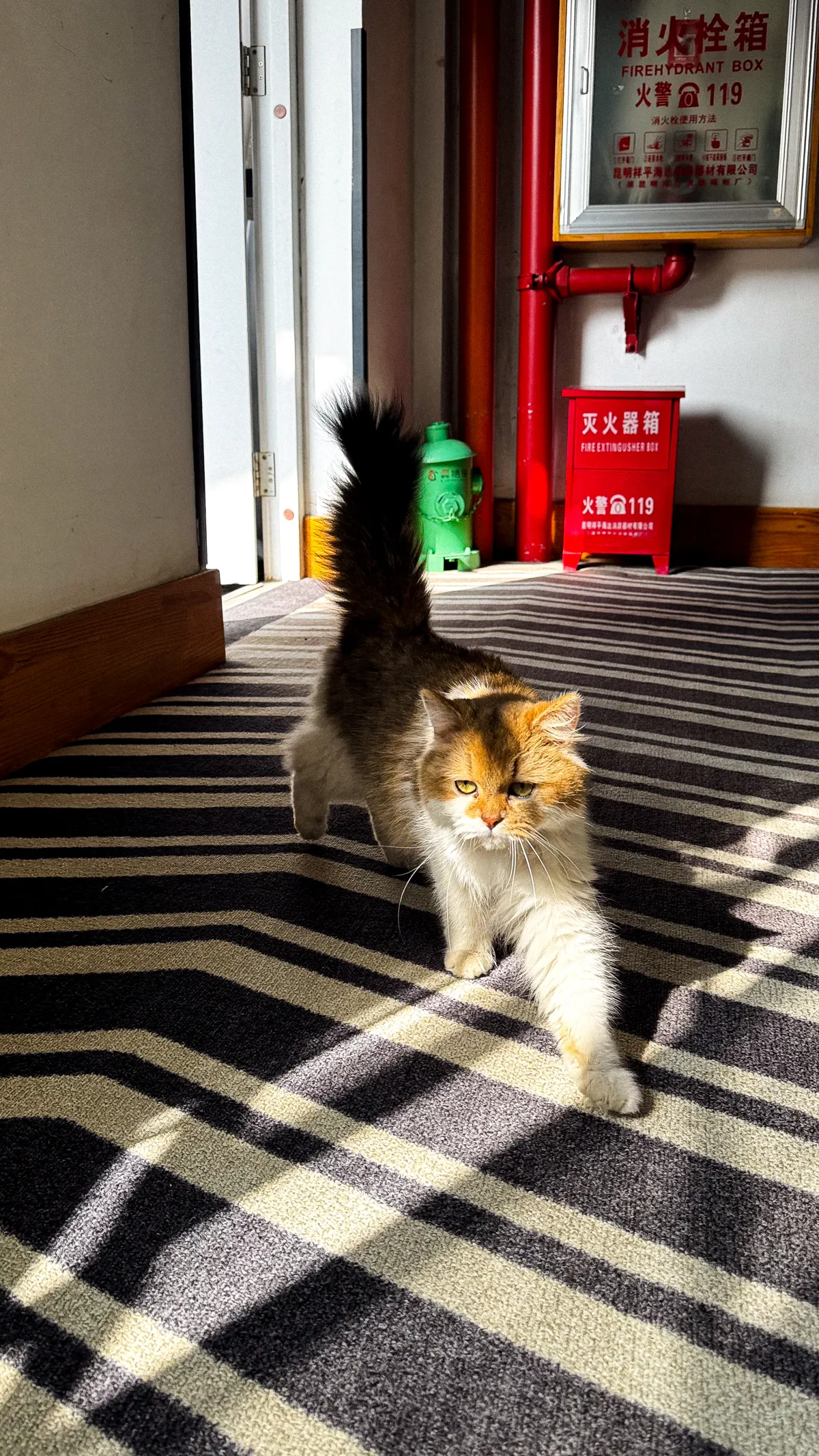 Strutting calico