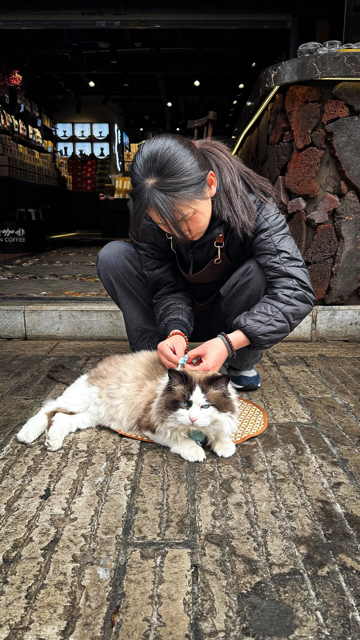 Ragdoll on cobblestones