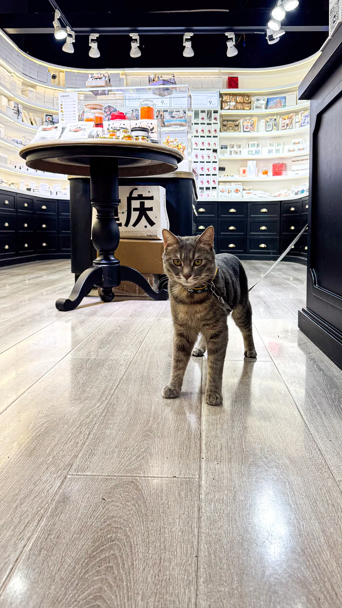 Grey tabby at the shop